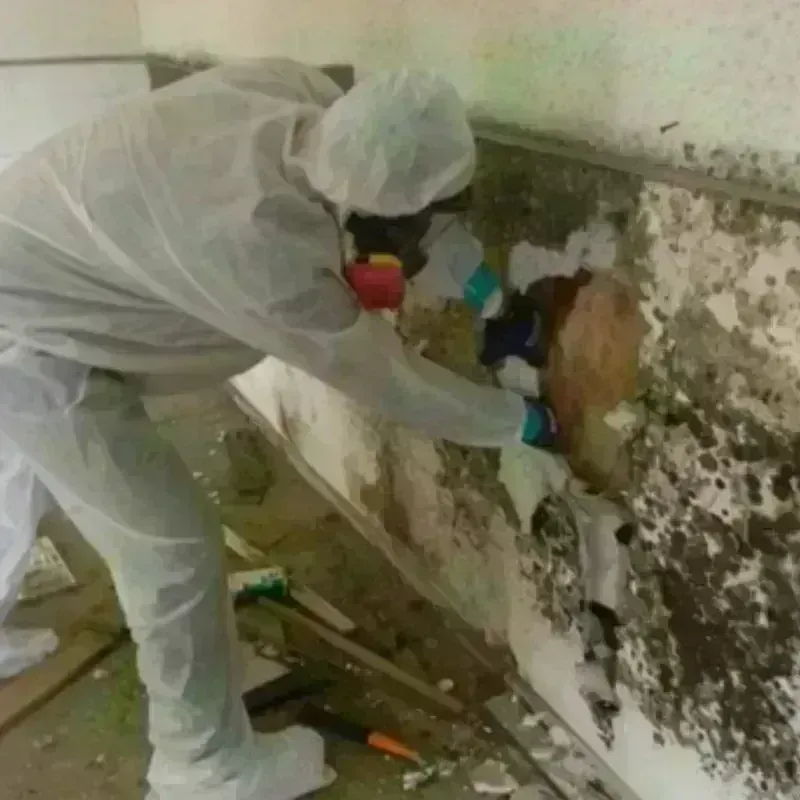 Mold Remediation and Removal in Manton, MI